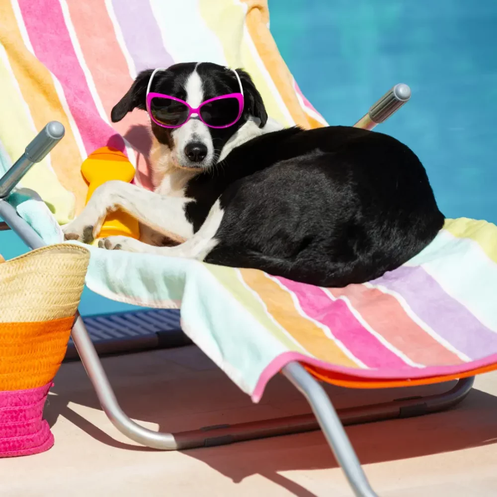 Pes odpočívající pod slunečníkem
